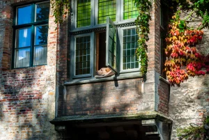 dog sitting in a window